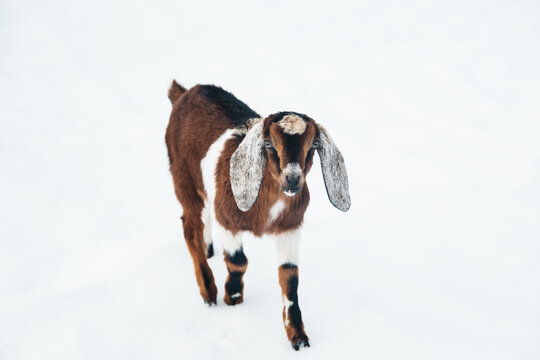 Brown baby goat standing in snow.