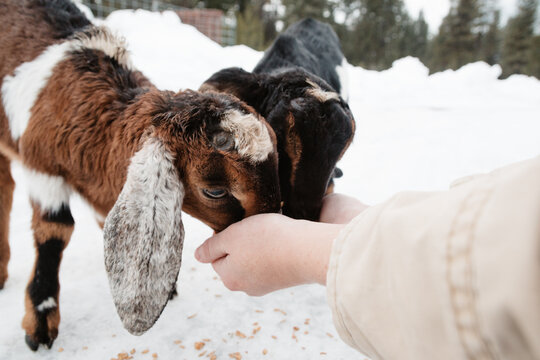 Baby goats eating grain out of woman's hands.