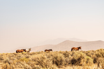 wild horses in Nevada desert