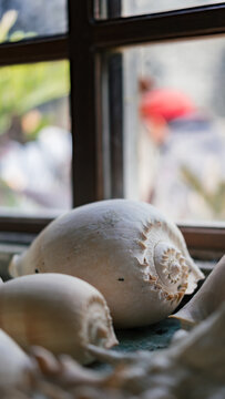conch shell beside window,El Nido, Philippines
