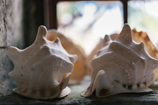 conch shell beside window,El Nido, Philippines