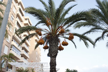 Palmera