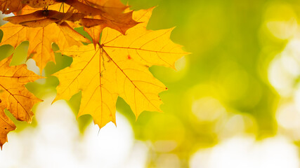 Maple leaves on a blurred background. Autumn background with yellow maple leaves