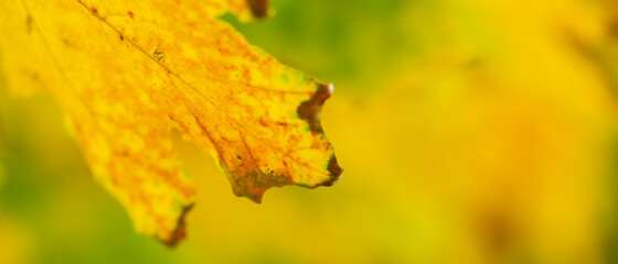 Maple leaves on a blurred background. Autumn background with yellow maple leaves