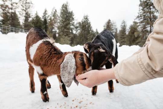 Baby goats eating grain out of woman's hands.
