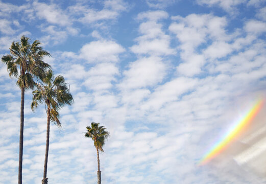 Palmtrees through prism optics, with copyspace