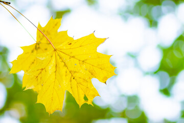 Maple leaves on a blurred background. Autumn background with yellow maple leaves