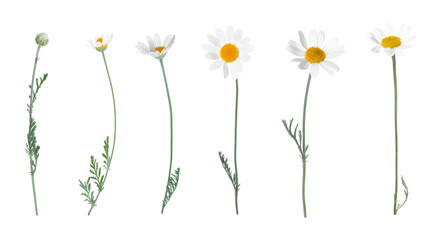 Set of beautiful chamomile flowers on white background. Banner design
