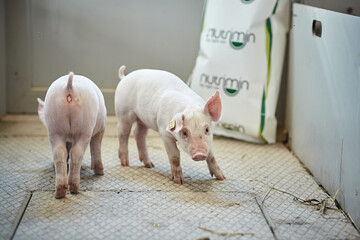 Pigs on a farm. A close up of an animal © Роман Мельник
