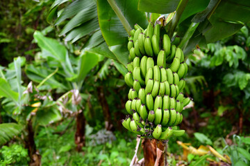 Banana tree with green fruits © Piotr Krzeslak