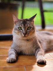 Portrait of a domestic cat