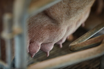 A close up of an animal