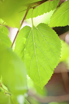 Bright close up of newborn Mulberry leaf on the tree