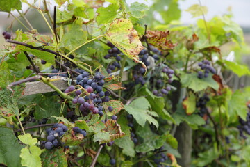 A bunch of ripe blue vine grapes on a branch with green leaves on a Sunny autumn day, home wine making in Europe
