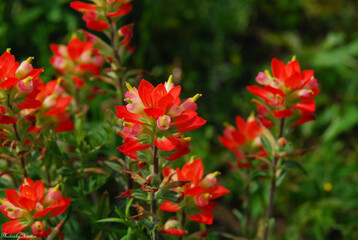 Naklejka premium Indian Paint Brush flower from Texas Hill Country 