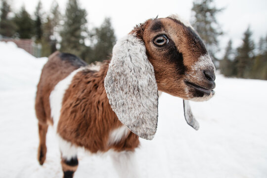 Cute baby goat in winter.
