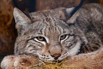 portrait of a lynx close-up. Lynx lynx.