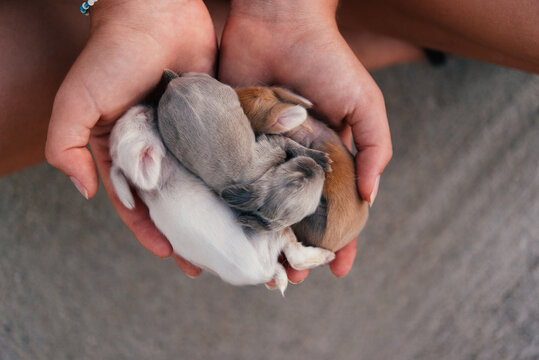 Baby bunnies
