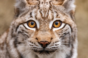 Naklejka na ściany i meble portrait of a lynx close-up. Lynx lynx.