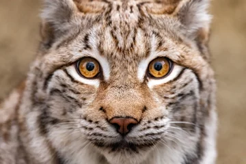 Photo sur Aluminium Lynx portrait of a lynx close-up. Lynx lynx.
