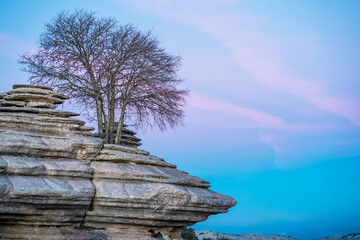 Dry trees on a rock in El Torcal, Spain.