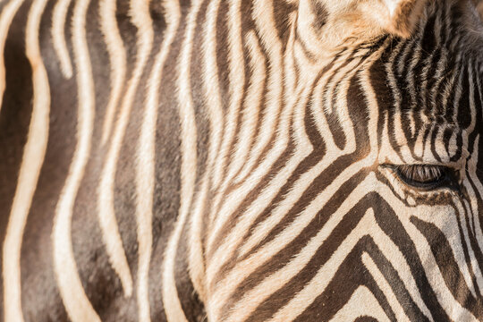 Closeup of a zebra's eye