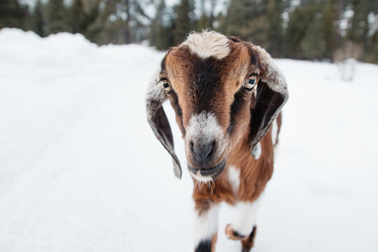 Baby goat looking straight ahead.