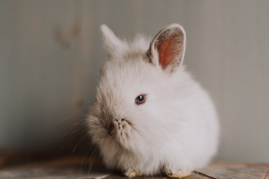 Baby bunny