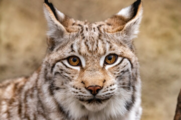 Naklejka na ściany i meble portrait of a lynx close-up. Lynx lynx.