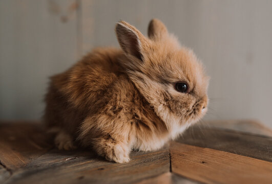 Baby bunny