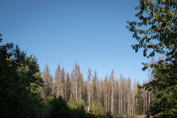 Auswirkungen des Klimawandels in heimischen Wäldern