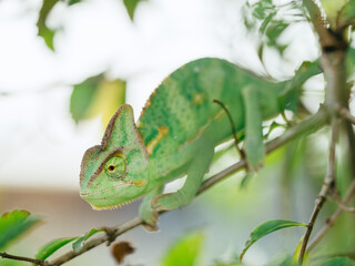 green chameleon (Chamaeleo calyptratus)
