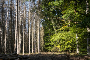 Auswirkungen des Klimawandels auf heimische Wälder