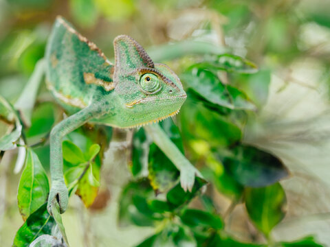 green chameleon (Chamaeleo calyptratus)