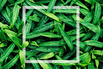 Square frame, creative layout with green leaves background. Blank for an advertising card or invitation. Nature concept