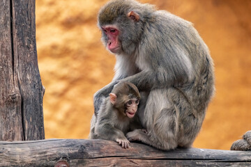 A female Japanese macaque embraces a cub. Macaca fuscata.