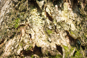 Tree bark close up texture background