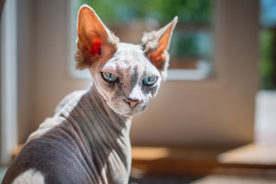 Cat's Portrait and Piercing Gaze