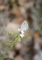 Butterfly On A Small Flower