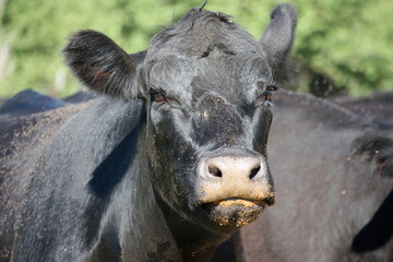 Closeup Of An Angus Cow