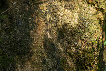 Tree bark close up texture background