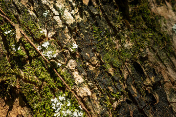 Tree bark close up texture background