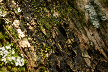 Tree bark close up texture background