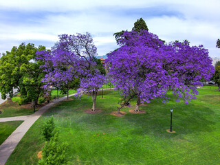 an aerial view of purple jacaranda trees and tall green pine trees and green grass at Central Park...