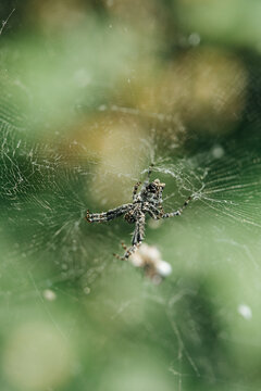 Spider on its web