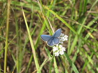 Blue butterfly on the bloom field