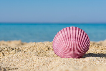 Fototapeta na wymiar Purple seashell on the beach, close up