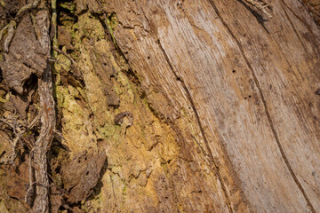 Tree bark close up texture background