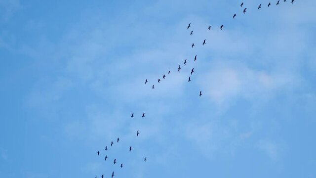 Birds flying slow motion on the magical blue sky background.