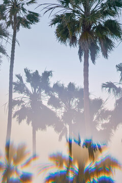 Palm trees through prism optics